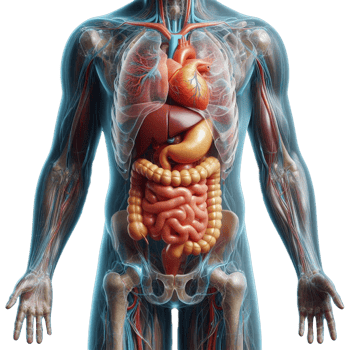 human body organs png