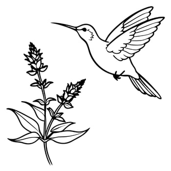 Hummingbird and plant coloring pages vector
