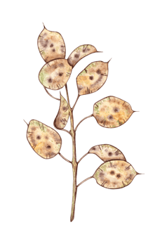 Lunaria beige dried flowers, herbarium watercolor illustration. Dry botany in boho style isolated from background. Lunar branch for the design of invitations, posters, labels, covers, textiles png
