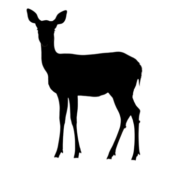 Silhouette of a Standing Deer in Nature png
