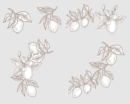 Lemon Hand Drawn Illustration Set vector