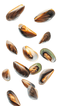 Floating mussels gracefully suspended backdrop for artistic effect png