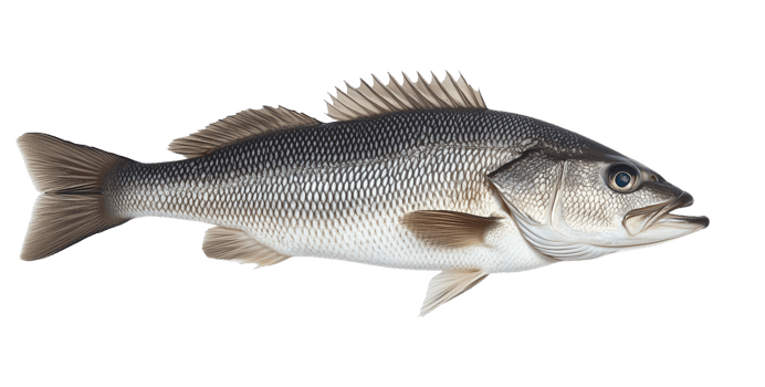 A stunning sea bass fish displayed elegantly minimalist png