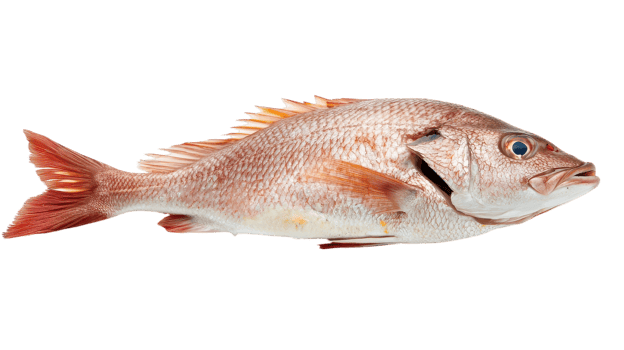 Fresh red snapper fish on a transparent background ready for culinary preparation in kitchens. png