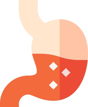 An illustration of the stomach and the stomach vector