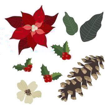 Collection of Christmas flowers and cones vector