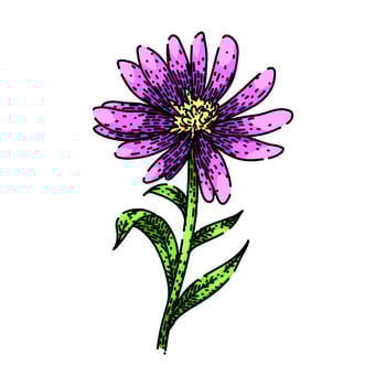 perennial aster sketch hand drawn vector