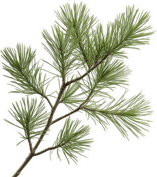 pine tree branch png