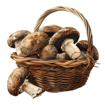 A wicker basket overflowing with freshly picked brown mushrooms png