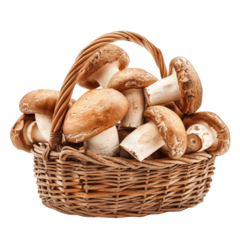A Basket Full of Freshly Harvested Brown Mushrooms png