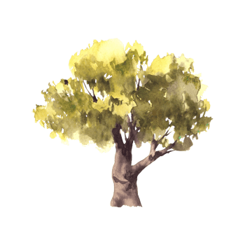 Deciduous green tree. Hand painted watercolor illustration. Silhouettes of leafy bushes, oak, linden, olive, alder or beech tree for your botanical or landscape design. Isolated from background png