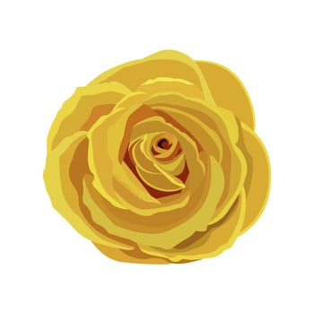 yellow rose illustration vector