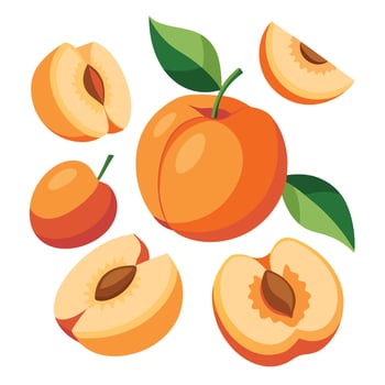Peach fruit illustration vector