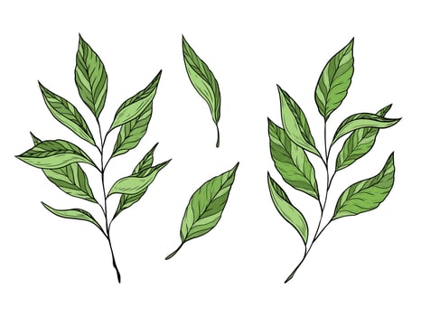 set of green twigs with leaves isolated on a white background. Green, black and white tea, oolong. Baikhovy Indian tea, drink. Design and packaging of tea products. Hand graphics, line drawing. vector