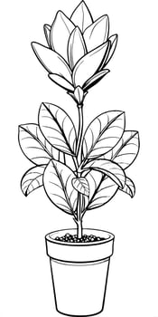 a tall flower pot with a little gem magnolias florida native, illustration line art vector