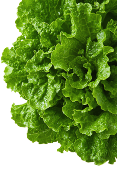 Fresh green lettuce with crisp, curly leaves perfect for salads and garnishes in the kitchen png