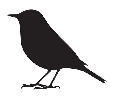 Silhouette of African Rock Pipit on White vector