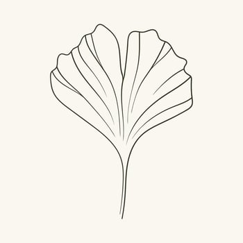 Ginkgo biloba leaf, maidenhair tree, hand drawn illustration vector