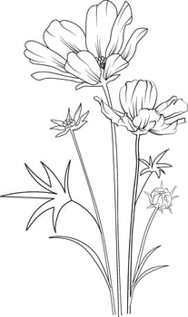 Birth flower illustration, beautiful Cosmos flower wall decor, hand-drawn coloring pages cosmos flower drawing of artistic Cosmos flower engraved ink art, Cosmos flower tattoo designs vector