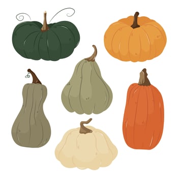 Autumn pumpkin harvest. Organic natural pumpkin collection different types, forms, colors. Isolated illustration for card, postcard, cover. EPS 10 vector