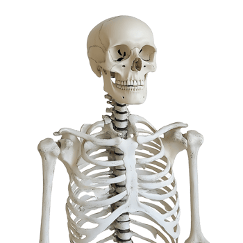 detailed human skeleton model showcasing anatomical features png