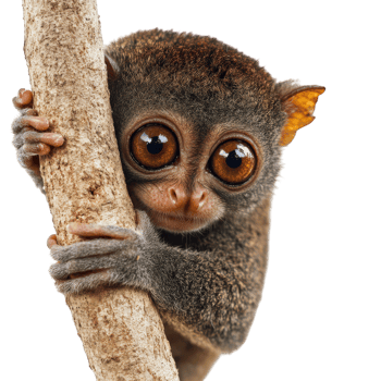 A small monkey is sitting on a branch png