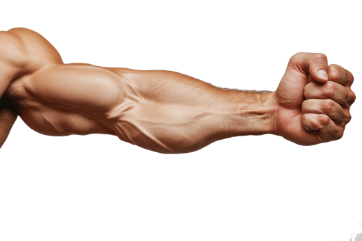 muscular male arm with clenched fist isolated on transparent background png
