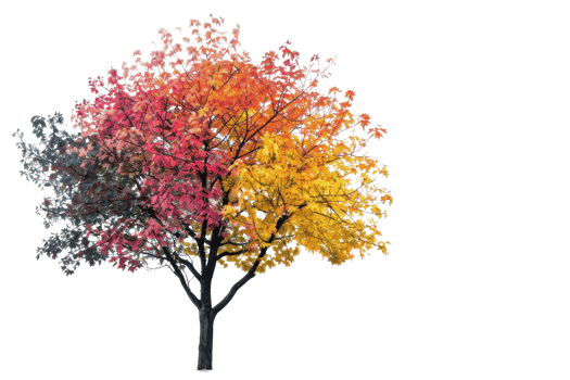 Colorful tree showcasing four seasons with vibrant leaves in red, orange, yellow, and green against a clear background. png