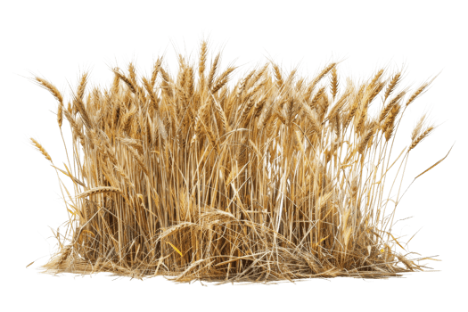 A healthy cluster of golden wheat stalks isolated on a transparent background. symbolizing agriculture and harvest. png