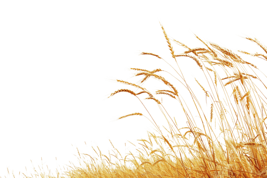 Golden wheat field against a clear blue sky, perfect for agricultural and nature-themed projects or backgrounds. png