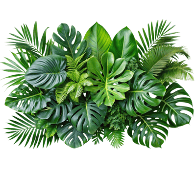 Tropical jungle plants showing lush green foliage png
