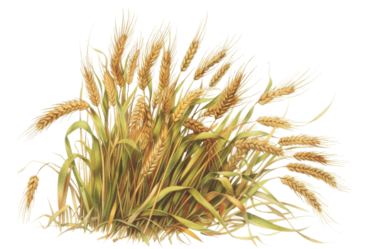 A beautifully detailed illustration of golden wheat stalks, capturing the essence of nature and agriculture in vibrant colors. png