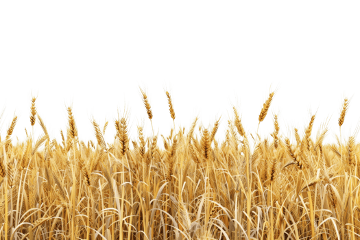 Golden wheat field against a clear sky, symbolizing abundance, harvest, and agriculture. Perfect for nature, farming, and rural scene concepts. png
