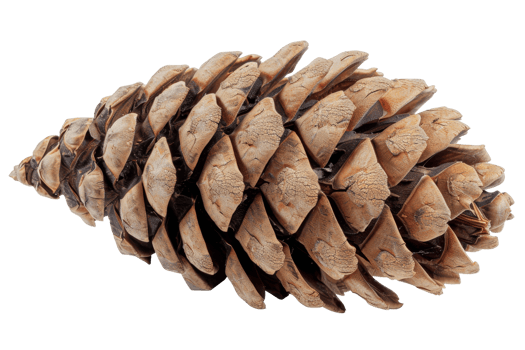 Close-up of a natural, brown pine cone isolated on transparent background. ideal for nature, autumn, or holiday-themed images. png