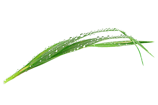 Fresh green blades of lemongrass isolated on transparent background. Perfect for culinary use, traditional medicine, and herbal remedies. png