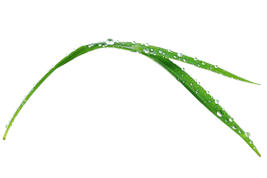 Close-up of a green blade of grass with dew drops on it, isolated on a transparent background, perfect for nature-related projects. png