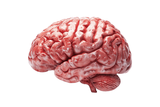 High-resolution medical image of the human brain, showcasing detailed anatomy and structure for educational and scientific purposes. png