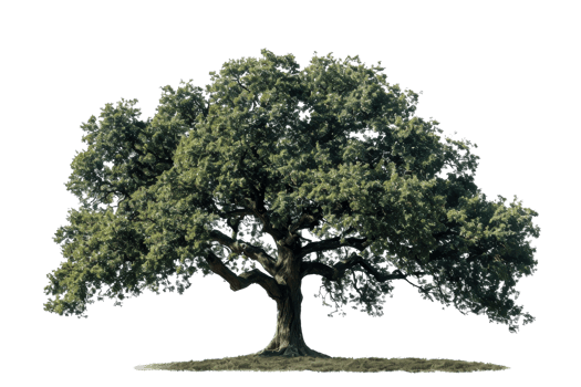 A large tree with green leaves stands alone on a white background. The tree is the main focus of the image, and its size and color contrast with the white background. Concept of calm and serenity png