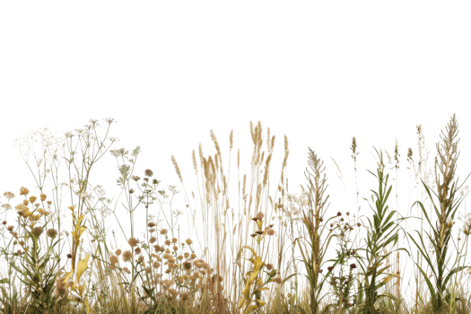 A variety of wild grasses and plants in a natural setting, showcasing diverse textures and colors against a transparent background. png