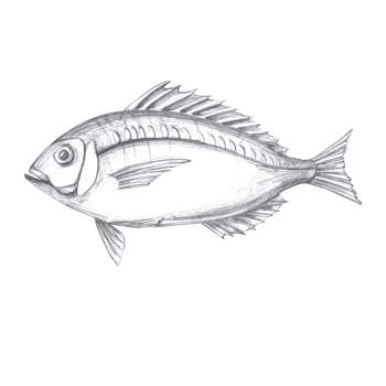 Fish hand drawn in pencil. Isolated illustration in realistic style of sea vertebrate for design of fish restaurants, menu, textile, posters png