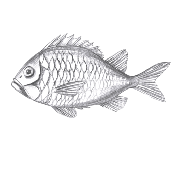 Sea bass painted in watercolor. Isolated fish illustration in realistic style for restaurant design, menu, textile, posters, tableware, holiday decoration png