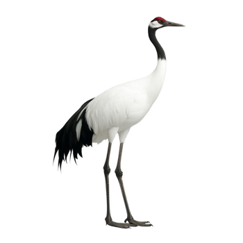 Red crowned crane standing tall with black and white feathers, on a transparent background png
