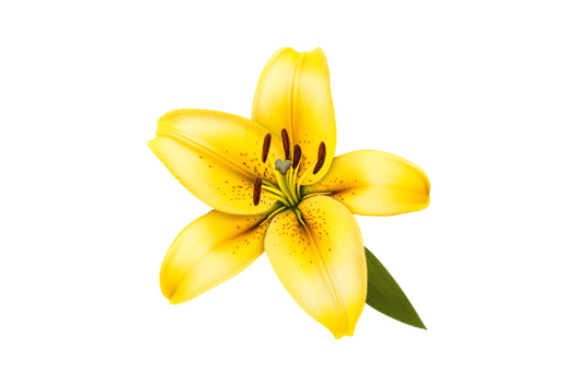 Vibrant yellow lily flower on a transparent background png