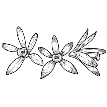 Hand drawn vanilla flowers, illustration vector