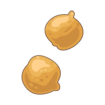 Illustration of candlenut vector