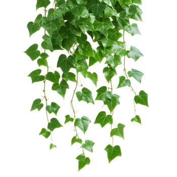 Hanging green ivy leaves gently cascading against a clean transparent background for a vibrant natural touch, green hanging ivy leaves isolated on transparent background png