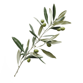 Fresh olive branch with ripe green olives against a clean transparent background, showcasing natural beauty, Olive fruit branch on a transparent background png
