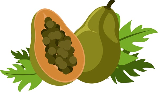 illustration of ripe papaya with its cut and seeds vector