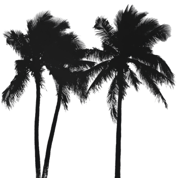 Silhouetted palm trees against a soft, muted background at sunset, creating a tranquil tropical atmosphere, palm trees silhouettes png