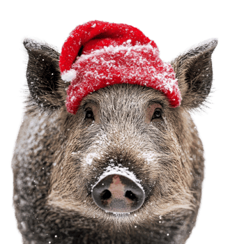 Wild boar wearing a festive Christmas hat against a transparent snowy backdrop during the holiday season, wild boar wearing a christmas hat on transparent background png